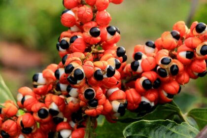 GUARANA.jpeg