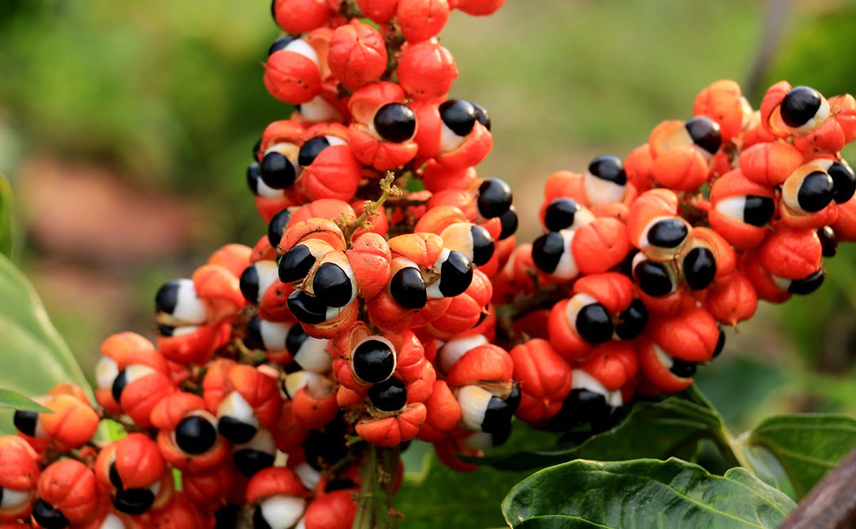 GUARANA.jpeg