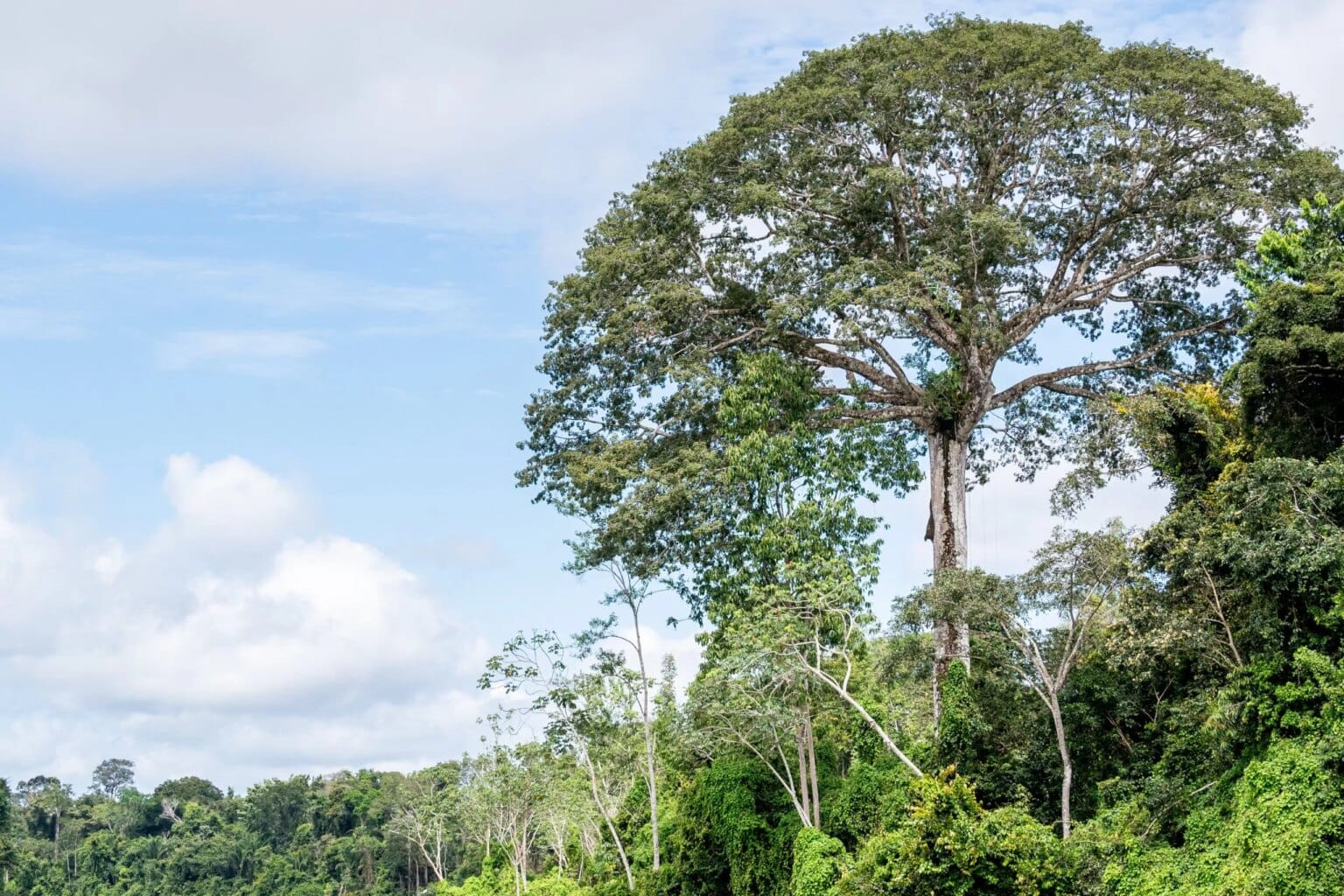 Parque Estadual das Árvores Gigantes da Amazônia é criado no estado do Pará com foco em conservação, pesquisa e turismo sustentável - FAS