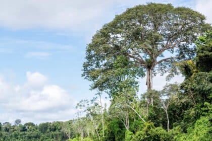 Parque Estadual das Árvores Gigantes da Amazônia é criado no estado do Pará com foco em conservação, pesquisa e turismo sustentável - FAS