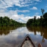 Proteção de árvores gigantes da Amazônia é tema de websérie; assista - FAS