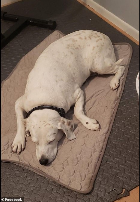 Bell deixou para trás seu 'Grande Companheiro', de 14 anos, Kinley - que não é bom com outros cães, mas é amigável com todos e gatos - e agora está disponível para ser adotado nos próximos 10 dias na libra em Polk County, FL