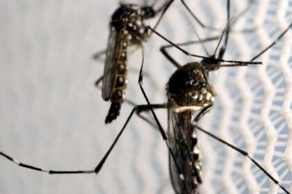Chikungunya: em surto, município de SC registra segundo óbito