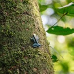 No Dia da Mentira, saiba o que são mitos e verdades sobre a Amazônia e sua importância - FAS