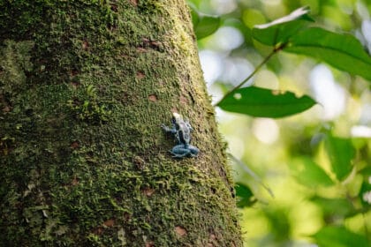 No Dia da Mentira, saiba o que são mitos e verdades sobre a Amazônia e sua importância - FAS