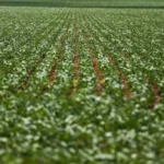 Agricultura de chalaça – Brasil de Fato