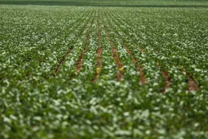 Agricultura de chalaça – Brasil de Fato