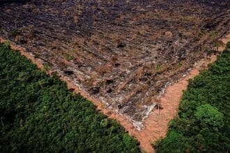 Brasil tem área de florestas do tamanho de Santa Catarina sob alto risco de grilagem, diz estudo – Brasil de Fato