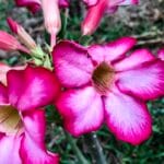 Hoje é Dia: início da primavera e datas ligadas à saúde são destaques