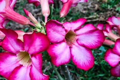 Hoje é Dia: início da primavera e datas ligadas à saúde são destaques