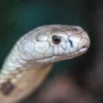 Estudo prevê substituição de roedor em testes antiveneno de serpentes