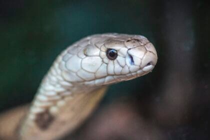 Estudo prevê substituição de roedor em testes antiveneno de serpentes