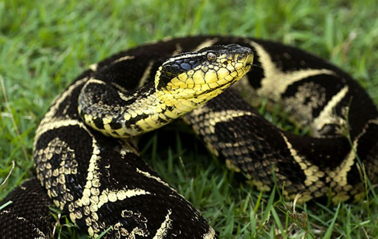 cobra jararacuçu