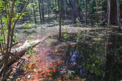 Dinossauros viveram na Amazônia, descobrem pesquisadores de Roraima