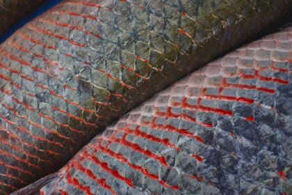 MMA, KfW e FAS lançam edital de R$ 70,2 milhões para criação de Núcleos de Desenvolvimento da Sociobioeconomia na Amazônia - FAS