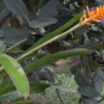 Espécie nova de bromélia floresce no Jardim Botânico do Rio