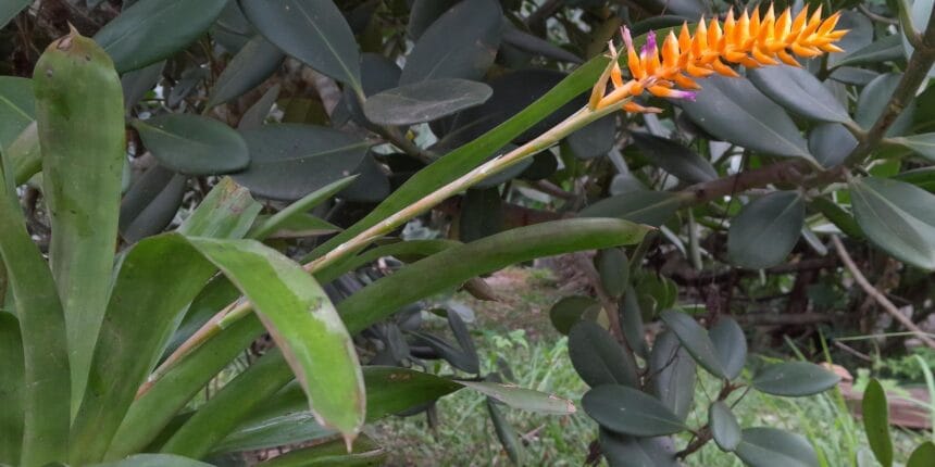 Espécie nova de bromélia floresce no Jardim Botânico do Rio