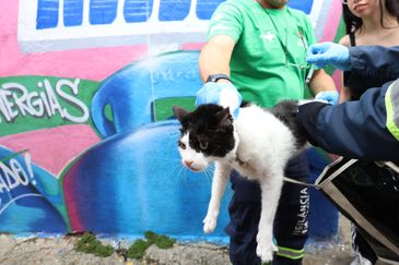 São Paulo (SP), 20/12/2015 - Vacinação de animais domésticos contra raiva na segunda edição do Governo do Brasil na Rua, mutirão que oferece serviços públicos gratuitos, em Heliópolis. Foto: Rovena Rosa/Agência Brasil