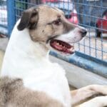 Fogos de artifício acarretam sofrimento físico e risco para animais