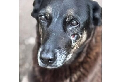 Caso Orelha: o que se sabe sobre até agora sobre a morte do cão em SC