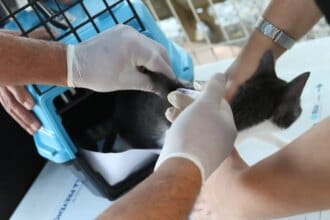 Conselho de Veterinária alerta para doença que afeta gatos