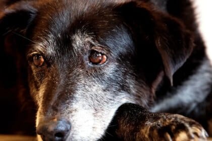 Justiça condena lojista a 5 anos de reclusão por maus-tratos a cães