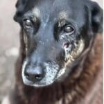 Saiba que sanções podem ser aplicadas a jovens que mataram cão Orelha