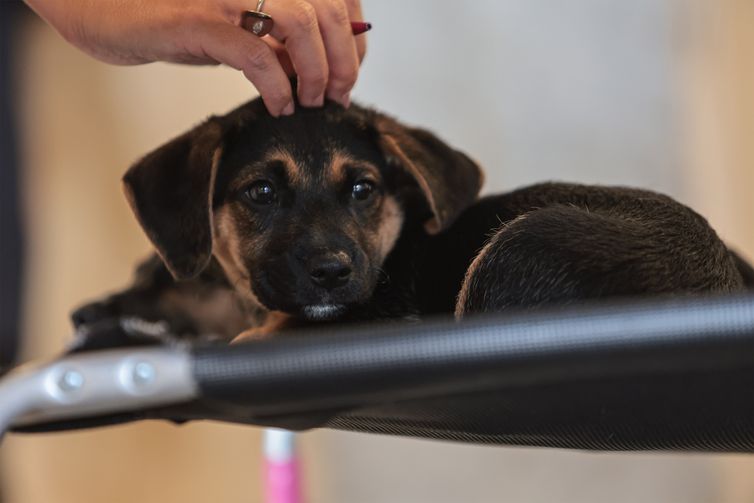 Paulo Pinto/Agência Brasil São Paulo (SP), 30/01/2026 - Adoção de Pets na Casa Adote na Vila Madalena em parceria com o Instituto Ampara Animal e a ONG Encontrei um Amigo. Foto: Paulo Pinto/Agência Brasil