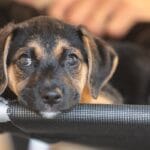 Saiba como educar crianças e adolescentes para respeitar os animais