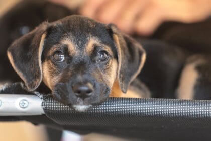 Saiba como educar crianças e adolescentes para respeitar os animais