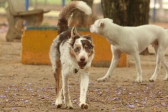 Exposição a multidões no carnaval traz riscos à saúde dos animais