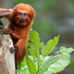 TV Brasil apresenta maratona de série sobre animais em extinção