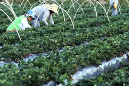 Canal Gov destaca agricultura familiar no novo programa Campo da Gente