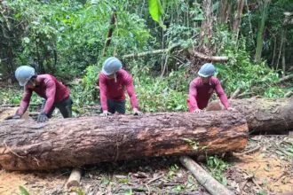 Obras da base operacional do Parque Estadual das Árvores Gigantes da Amazônia avançam e fortalecem gestão ambiental - FAS