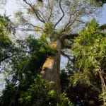 Ações de conservação ambiental e combate às mudanças climáticas ganham destaque no Dia Mundial do Meio Ambiente - FAS