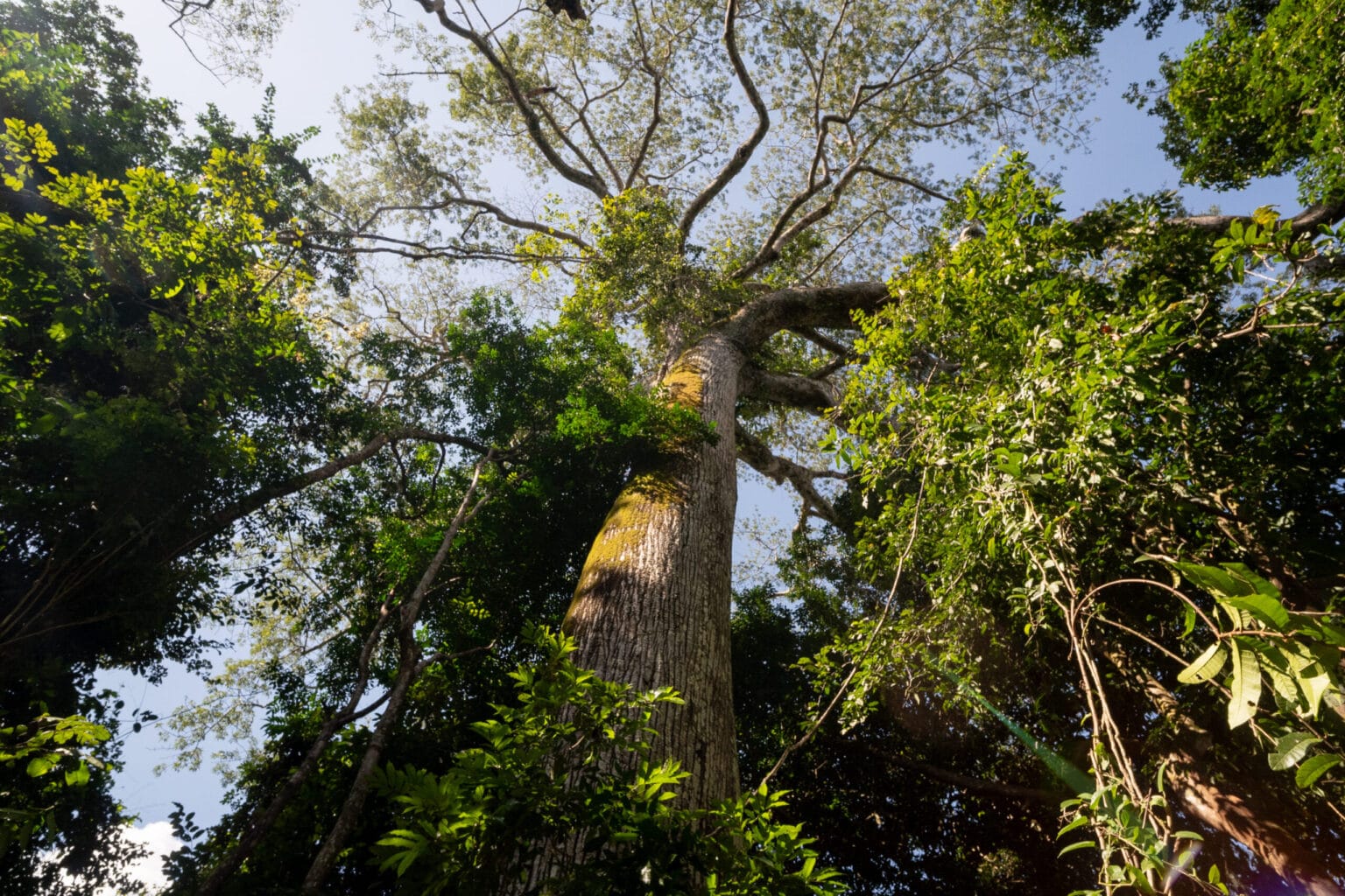 Ações de conservação ambiental e combate às mudanças climáticas ganham destaque no Dia Mundial do Meio Ambiente - FAS