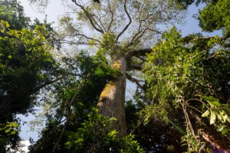 Ações de conservação ambiental e combate às mudanças climáticas ganham destaque no Dia Mundial do Meio Ambiente - FAS