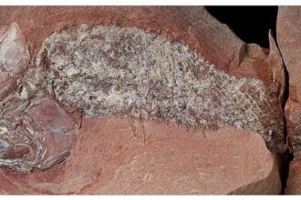 Estudo mostra fóssil de peixe pré-histórico encontrado em Mato Grosso