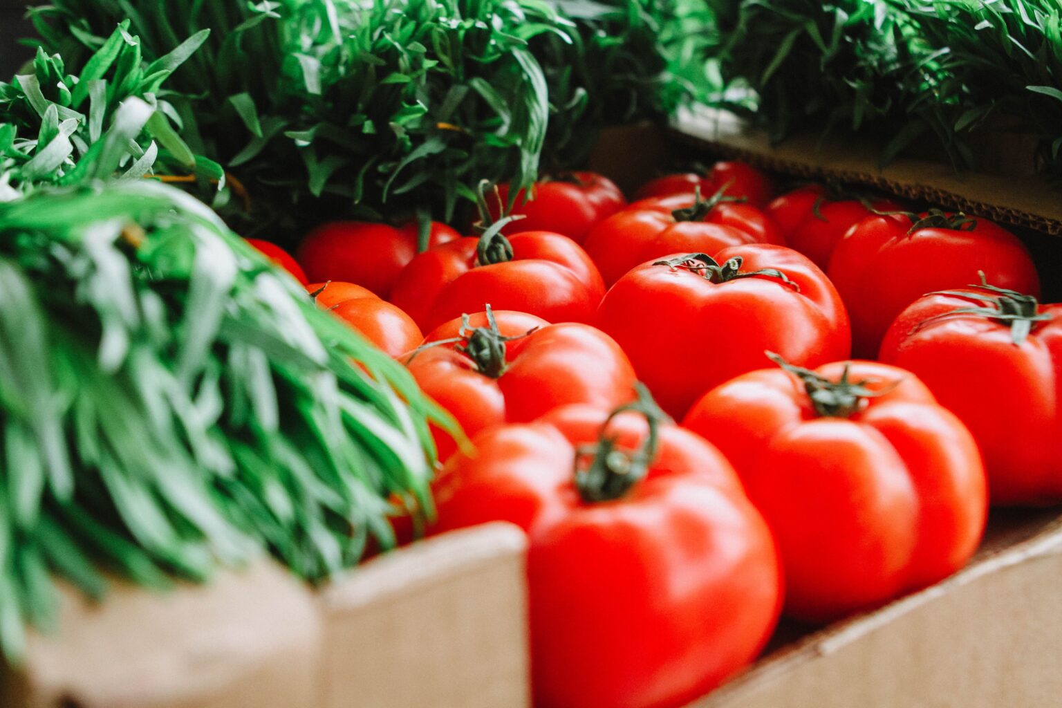 Tomates vermelhos frescos